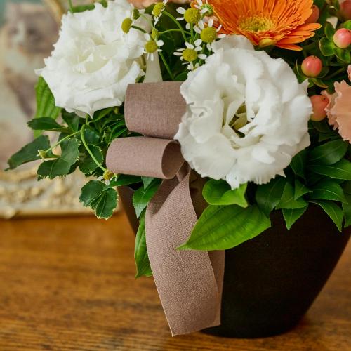 �y�b�g�����̃������A���t�����[�u���̌������ցi�I�����W�n�j�v6