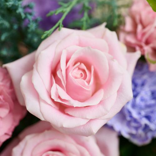 �����퐶���I���W�i�� �o���ƃg���R�L�L���E�̃v���~�A���A�����W�u�t���[���p���b�g�v4