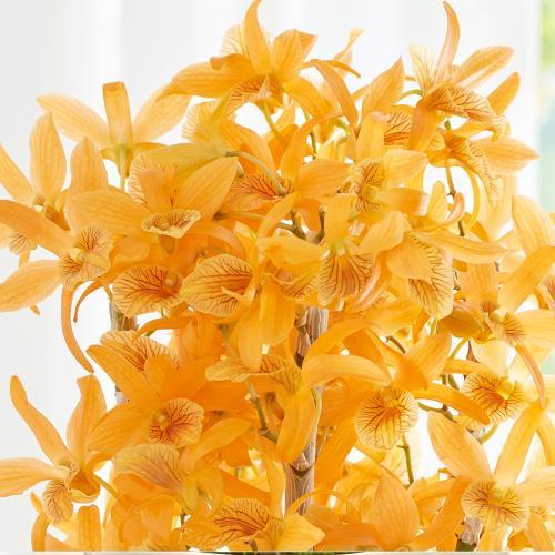 �y��̓��M�t�g�z�f���h���r�E���u�t�@�C���[�o�[�h�v2