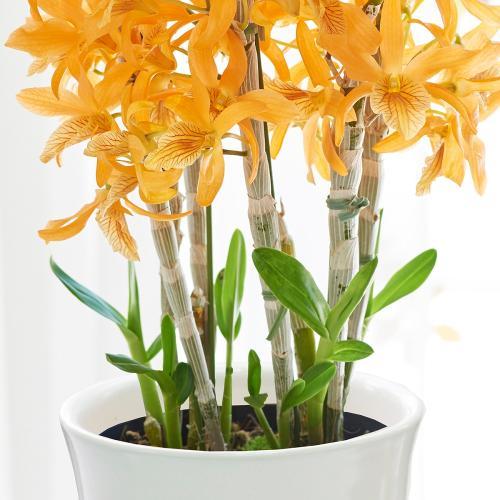 �y��̓��M�t�g�z�f���h���r�E���u�t�@�C���[�o�[�h�v3