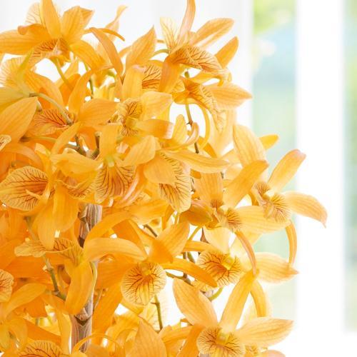 �y��̓��M�t�g�z�f���h���r�E���u�t�@�C���[�o�[�h�v4