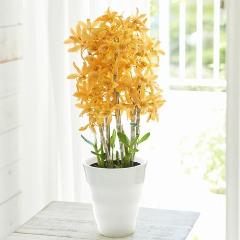 �y��̓��M�t�g�z�f���h���r�E���u�t�@�C���[�o�[�h�v