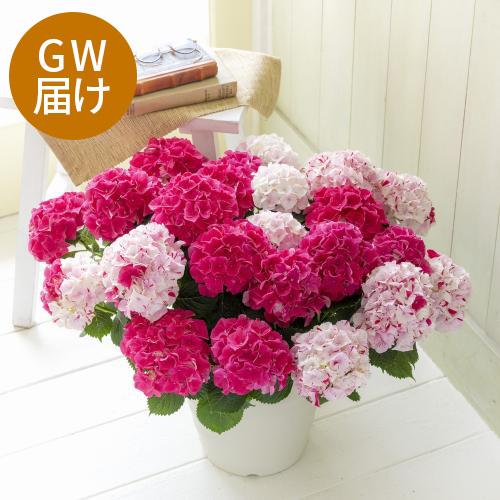 �yGW���͂��z�s�v�c�ȍg���A�W�T�C�u���i���ƂԂ��j�v�唫�y��̓��M�t�g�z