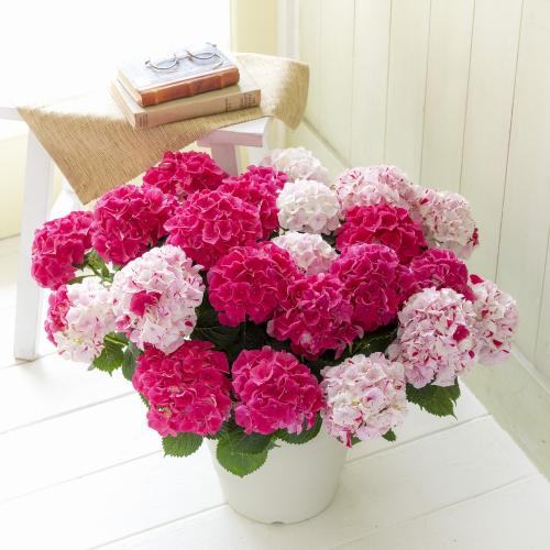 �yGW���͂��z�s�v�c�ȍg���A�W�T�C�u���i���ƂԂ��j�v�唫�y��̓��M�t�g�z2