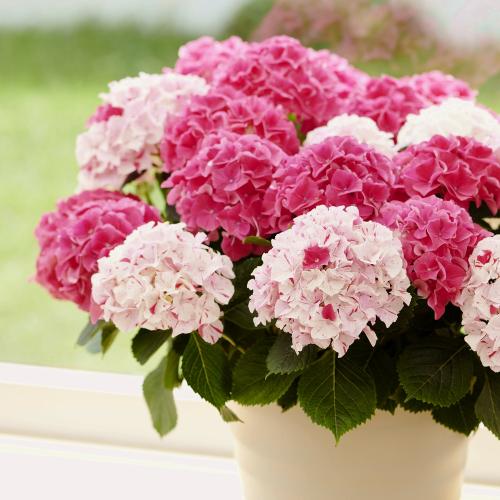 �yGW���͂��z�s�v�c�ȍg���A�W�T�C�u���i���ƂԂ��j�v�唫�y��̓��M�t�g�z3