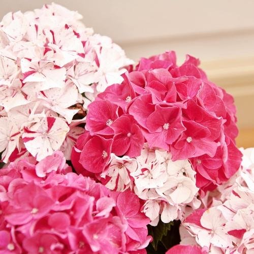 �yGW���͂��z�s�v�c�ȍg���A�W�T�C�u���i���ƂԂ��j�v�唫�y��̓��M�t�g�z4