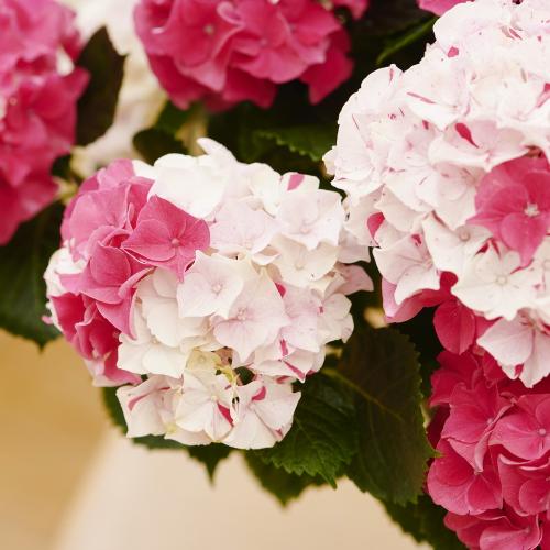 �yGW���͂��z�s�v�c�ȍg���A�W�T�C�u���i���ƂԂ��j�v�唫�y��̓��M�t�g�z6