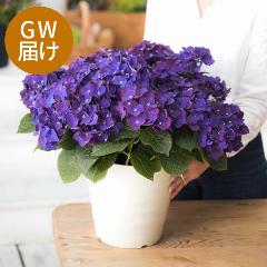 yGW͂z唫AWTCufB[vp[vv ЂƖڌYȂAWTC