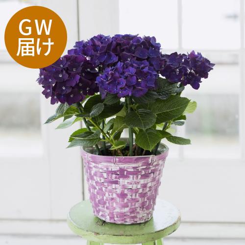 �yGW���͂��z�ЂƖڌ�����Y����Ȃ��A�W�T�C�u�f�B�[�v�p�[�v���v�y��̓��M�t�g�z