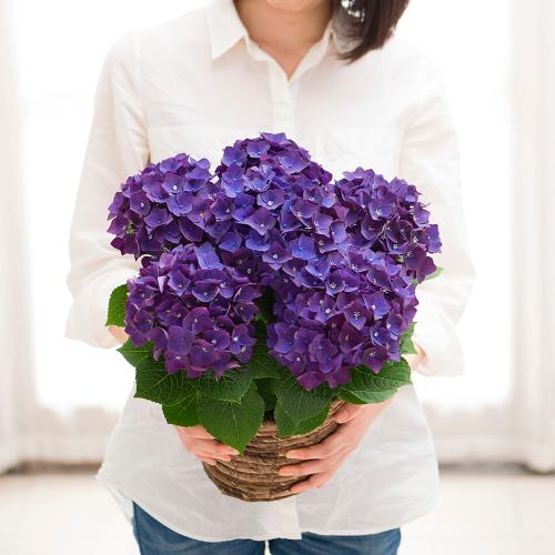 �yGW���͂��z�ЂƖڌ�����Y����Ȃ��A�W�T�C�u�f�B�[�v�p�[�v���v�y��̓��M�t�g�z3