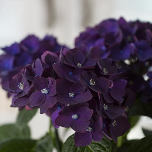 �yGW���͂��z�ЂƖڌ�����Y����Ȃ��A�W�T�C�u�f�B�[�v�p�[�v���v�y��̓��M�t�g�z4