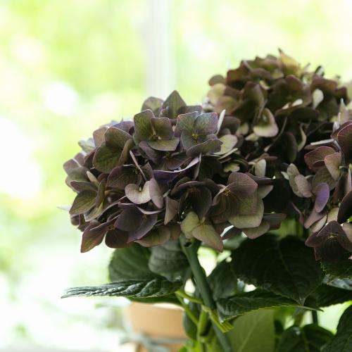 �yGW���͂��z�ЂƖڌ�����Y����Ȃ��A�W�T�C�u�f�B�[�v�p�[�v���v�y��̓��M�t�g�z5