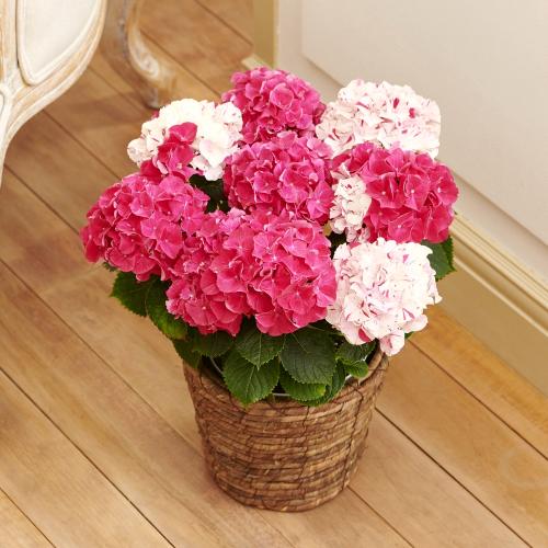 �yGW���͂���̓��M�t�g�z�g���A�W�T�C�u���i���ƂԂ��j�v