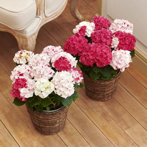 �yGW���͂���̓��M�t�g�z�g���A�W�T�C�u���i���ƂԂ��j�v2