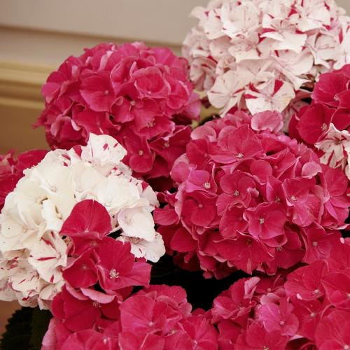 �yGW���͂���̓��M�t�g�z�g���A�W�T�C�u���i���ƂԂ��j�v4