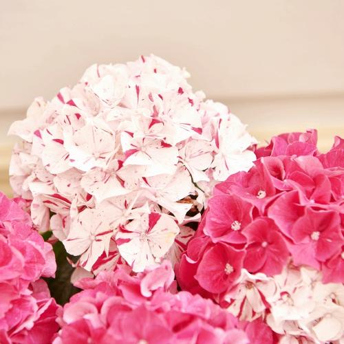 �yGW���͂���̓��M�t�g�z�g���A�W�T�C�u���i���ƂԂ��j�v5