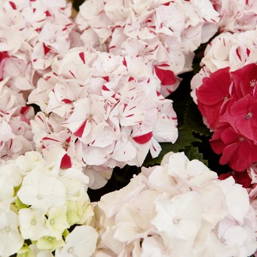 �yGW���͂���̓��M�t�g�z�g���A�W�T�C�u���i���ƂԂ��j�v6