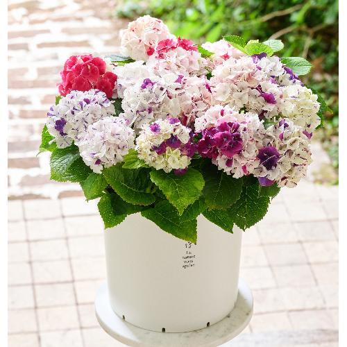 �y��̓��M�t�g�z���ԉ��̋C�܂���A�W�T�C�唫