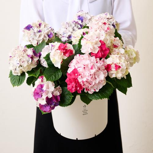 �y��̓��M�t�g�z���ԉ��̋C�܂���A�W�T�C�唫2