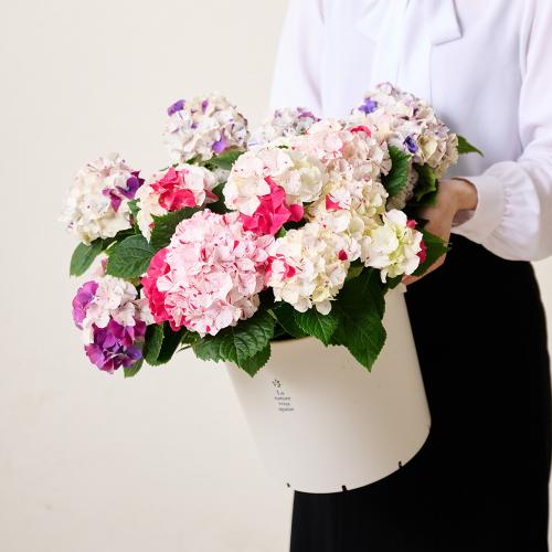 �y��̓��M�t�g�z���ԉ��̋C�܂���A�W�T�C�唫3