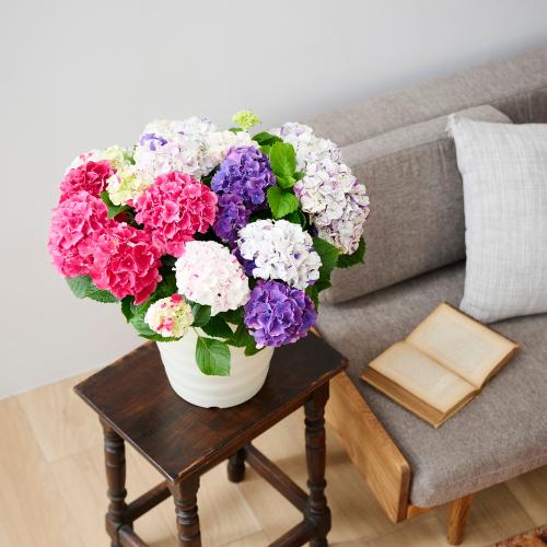 �y��̓��M�t�g�z���ԉ��̋C�܂���A�W�T�C�唫4