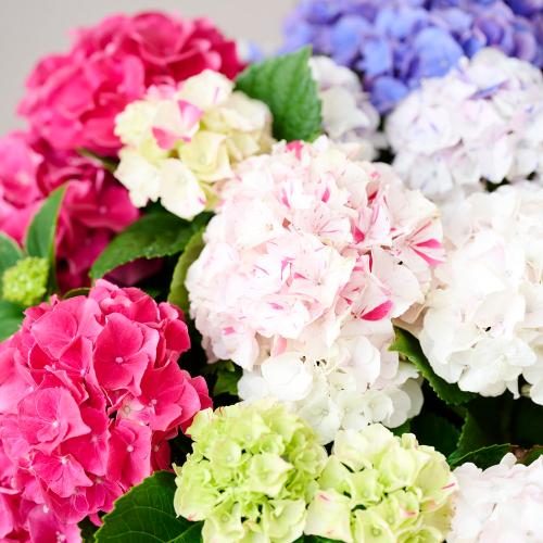 �y��̓��M�t�g�z���ԉ��̋C�܂���A�W�T�C�唫5