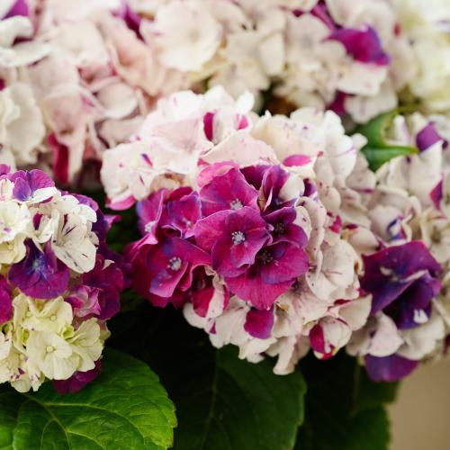 �y��̓��M�t�g�z���ԉ��̋C�܂���A�W�T�C�唫6