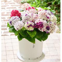 �y��̓��M�t�g�z���ԉ��̋C�܂���A�W�T�C�唫