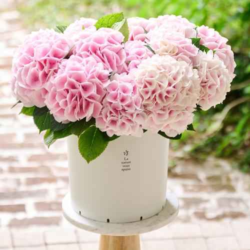 �y��̓��M�t�g�z���������u���i�v�唫