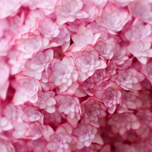 �y��̓��M�t�g�z���������u���i�v�唫2