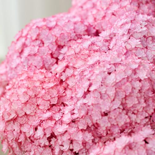 �y��̓��M�t�g�z���������u���i�v�唫3