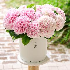 �y��̓��M�t�g�z���������u���i�v�唫