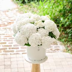 �y��̓��M�t�g�z���������u�t�������V�A�v�唫