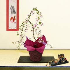 �x�m�}�����