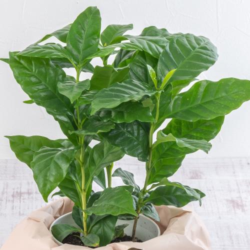 �y���̓��M�t�g�z�R�[�q�[�̖إ������ � ����J�X�e�[�� � �Z�b�g5