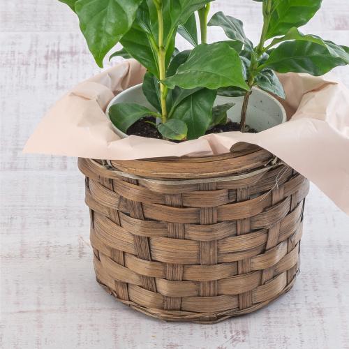 �y���̓��M�t�g�z�R�[�q�[�̖إ������ � ����J�X�e�[�� � �Z�b�g6