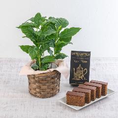 �y���̓��M�t�g�z�R�[�q�[�̖إ������ � ����J�X�e�[�� � �Z�b�g