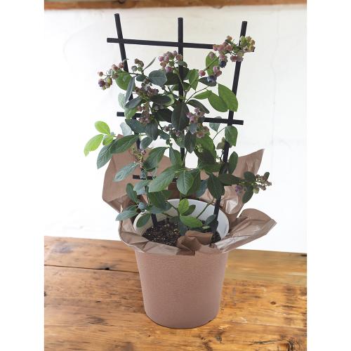 �y���̓��M�t�g�z�u���[�x���[���A��