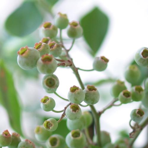 �y���̓��M�t�g�z�u���[�x���[���A��2