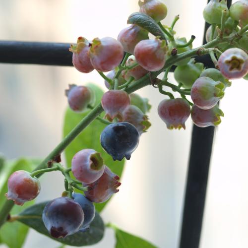 �y���̓��M�t�g�z�u���[�x���[���A��3