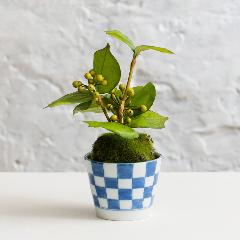 �yCUPBON/�J�b�v�{���z�T���L���C���Z�Ă��΂��傱