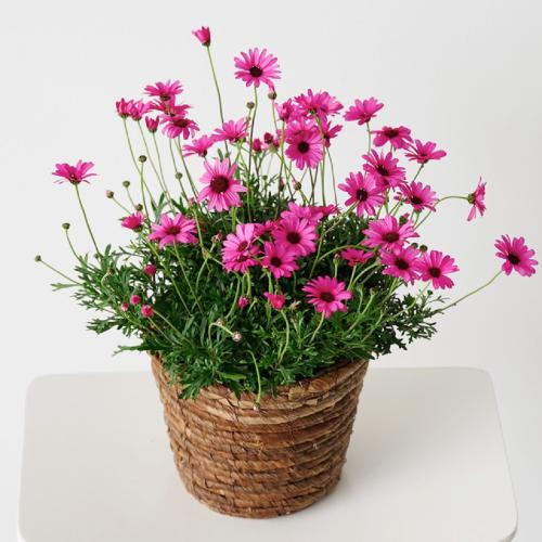 �y��̓��M�t�g�z�r�W���[�}���u���[�Y�N�I�[�c�v