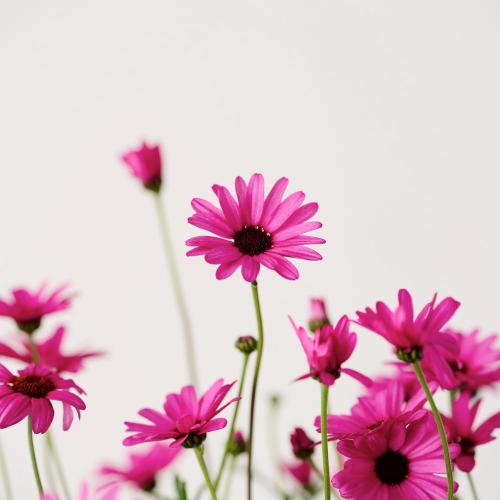 �y��̓��M�t�g�z�r�W���[�}���u���[�Y�N�I�[�c�v4