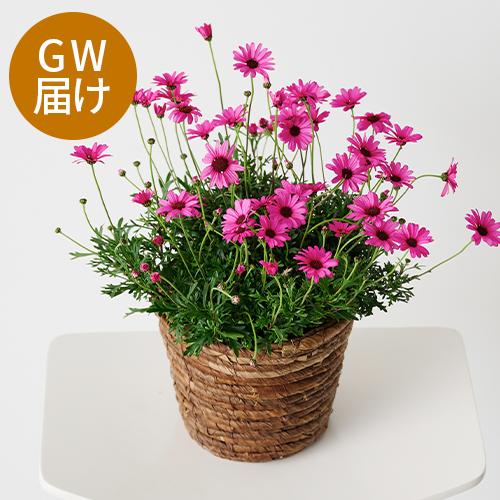 �yGW���͂��z�r�W���[�}���u���[�Y�N�I�[�c�v