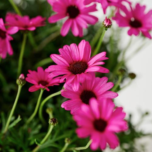 �yGW���͂��z�r�W���[�}���u���[�Y�N�I�[�c�v2