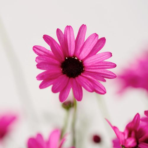 �yGW���͂��z�r�W���[�}���u���[�Y�N�I�[�c�v3