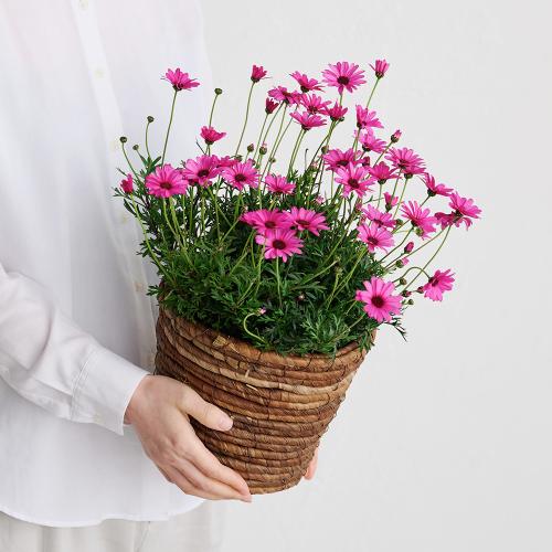 �yGW���͂��z�r�W���[�}���u���[�Y�N�I�[�c�v5