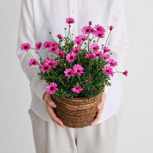 �yGW���͂��z�r�W���[�}���u���[�Y�N�I�[�c�v6