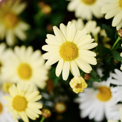 �yGW���͂��z�}�[�K���b�g�̉ԕc�u�[�P�@�C�G���[�n�i�Q���j2