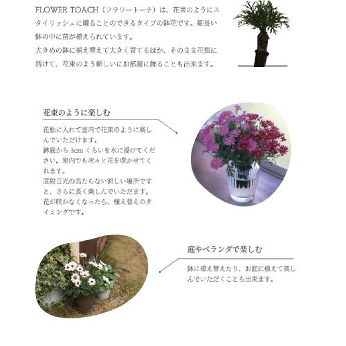 �yGW���͂��z�}�[�K���b�g�̉ԕc�u�[�P�@�C�G���[�n�i�Q���j7